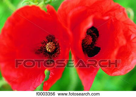 Flowers, flower, red, red poppy, flora, nature View Large Photo Image Stock Photograph - Flowers, flower, red, red poppy, flora, nature. Fotosearch