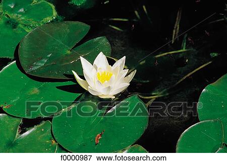 Stock Photo - Flowers, flower, Southern Europe, flora, France, Paris. Fotosearch