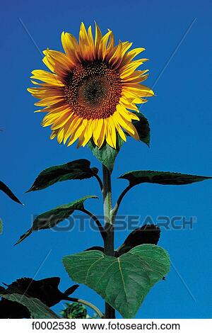 Flowers, flower, sunflower, flora, nature View Large Photo Image Stock Photo - Flowers, flower, sunflower, flora, nature. Fotosearch