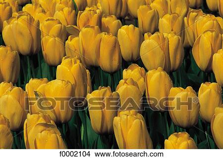 Flowers, flower, tulip, yellow, tulip, yellow View Large Photo Image Picture - Flowers, flower, tulip, yellow, tulip, yellow. Fotosearch