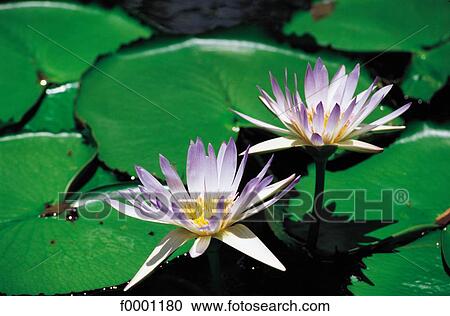 Stock Image - Flowers, flower, water lily, Mauritius island, Austral Africa, water lily flower. Fotosearch