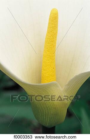 Flowers, flower, yellow, flora, arum, nature View Large Photo Image Stock Image - Flowers, flower, yellow, flora, arum, nature. Fotosearch