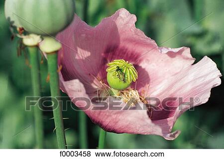 Flowers, France, Southern Europe, garden, flower, poppy View Large Photo Image Stock Photo - Flowers, France, Southern Europe, garden, flower, poppy. Fotosearch