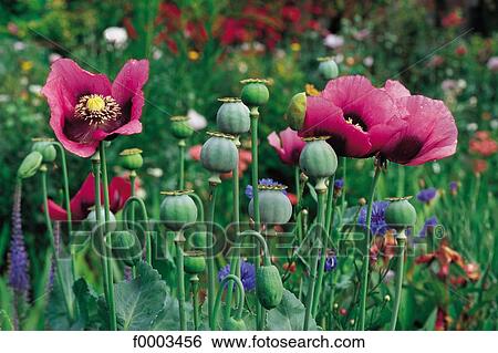 Flowers, France, Southern Europe, flower, garden, flora View Large Photo Image Stock Photograph - Flowers, France, Southern Europe, flower, garden, flora. Fotosearch