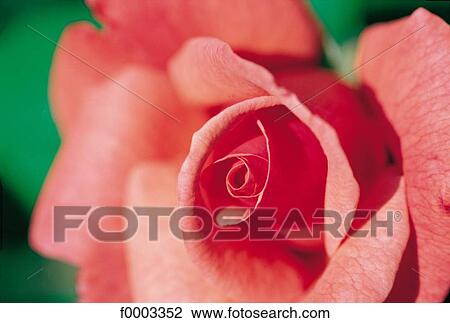 Stock Image - Flowers, rose, flower, red, detail, flora. Fotosearch