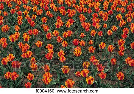 Stock Image - Flowers, tulip, flower, flora, orange, red. Fotosearch