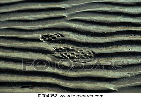 Elements and Nature, sand, footprint, step, print, roughness View Large Photo Image Stock Image - Elements and Nature, sand, footprint, step, print, roughness. Fotosearch