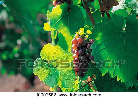 Stock Image - France, Alsace, Alsacian vineyard. Fotosearch