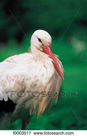 Stock Photo - France, Alsace, Hunawihr, stork rehabilitation center. Fotosearch