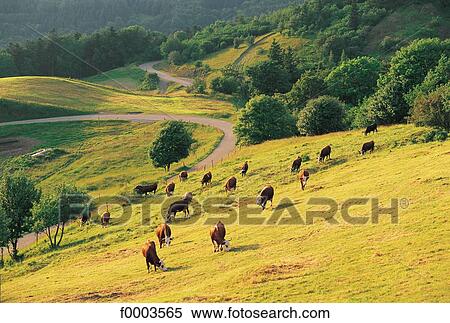 France, Alsace, Route of the Ridges, near the Great Balloon View Large Photo Image Stock Photography - France, Alsace, Route of the Ridges, near the Great Balloon. Fotosearch