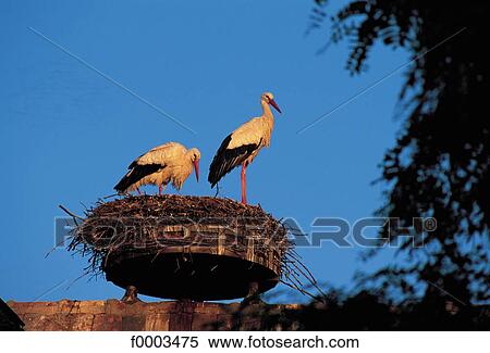 Stock Photography - France, Alsace, Ungersheim, Alsace ecomuseum, stork nest. Fotosearch