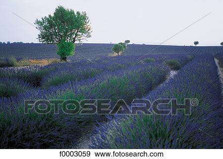 France, Lavender fields in Aix-en-Provence View Large Photo Image Stock Photo - France, Lavender fields in Aix-en-Provence. Fotosearch