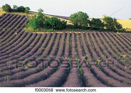 Stock Photo - France, Valensole, lavender fields. Fotosearch