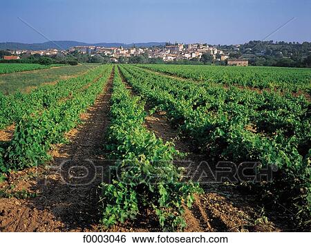 Stock Photograph - France, Vines. Fotosearch