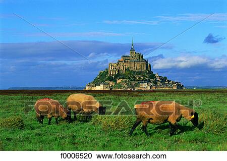 France, Normandy, Breeding by the Mont Saint-Michel View Large Photo Image Stock Image - France, Normandy, Breeding by the Mont Saint-Michel. Fotosearch
