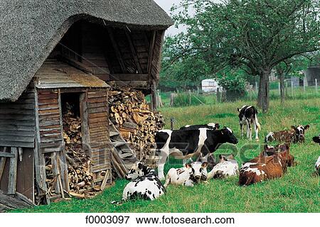 France, Normandy, Cattle breeding and wood storage View Large Photo Image Stock Photo - France, Normandy, Cattle breeding and wood storage. Fotosearch