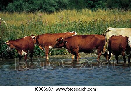 France, Normandy, Flock of cows View Large Photo Image Stock Photo - France, Normandy, Flock of cows. Fotosearch