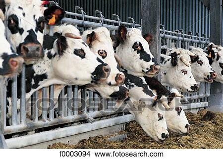 France, Normandy, Granville, cattle breeding View Large Photo Image Picture - France, Normandy, Granville, cattle breeding. Fotosearch