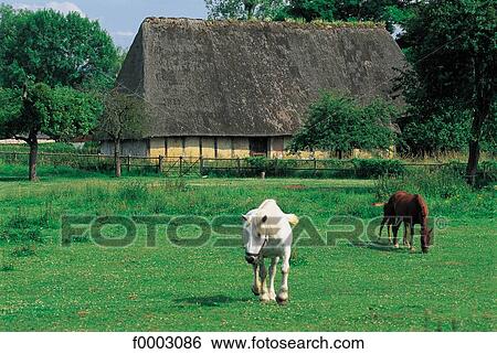 France, Normandy, Norman house and horses View Large Photo Image Stock Photograph - France, Normandy, Norman house and horses. Fotosearch