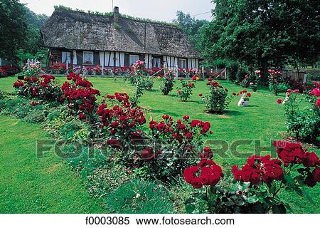 France, Normandy, Norman house and rosebushes View Large Photo Image Stock Photography - France, Normandy, Norman house and rosebushes. Fotosearch