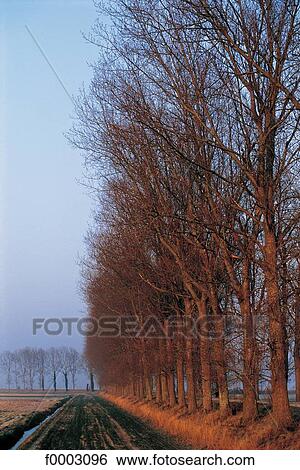 France, Normandy, Trees on edge of field View Large Photo Image Stock Photograph - France, Normandy, Trees on edge of field. Fotosearch