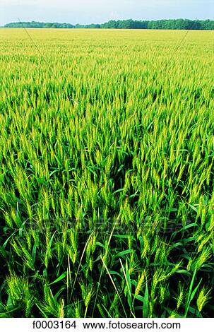 Picture - France, Normandy, Wheat fields. Fotosearch