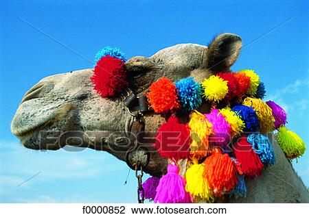 Egyp, Dromedary View Large Photo Image Stock Image - Egyp, Dromedary. Fotosearch