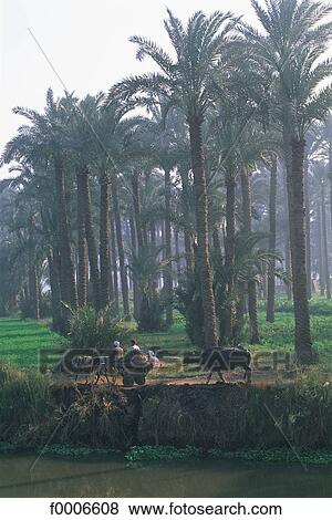 Egyp, Egypt, bank of the Nile River between Aswan and Luxor View Large Photo Image Stock Photo - Egyp, Egypt, bank of the Nile River between Aswan and Luxor. Fotosearch