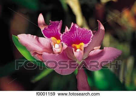 Stock Photo - Reunion, Orchid. Fotosearch