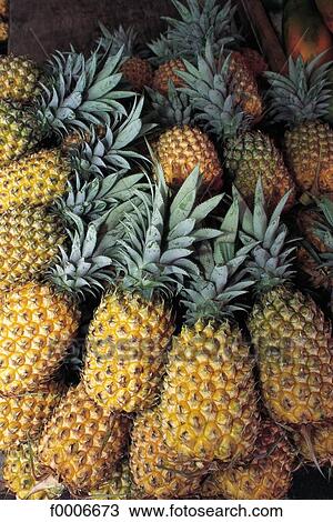 Reunion, Pineapple stall at the Saint-Denis market View Large Photo Image Stock Image - Reunion, Pineapple stall at the Saint-Denis market. Fotosearch