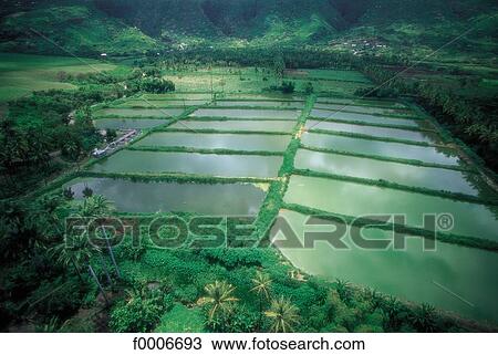 Reunion, Ricefield in the Cirque of Mafate View Large Photo Image Stock Image - Reunion, Ricefield in the Cirque of Mafate. Fotosearch