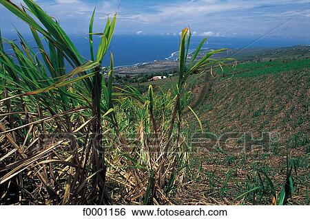 Reunion, Sugar cane field View Large Photo Image Stock Photograph - Reunion, Sugar cane field. Fotosearch