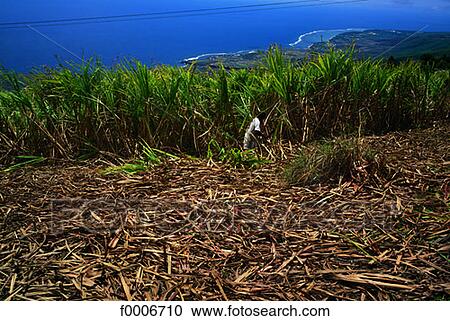 Stock Image - Reunion, Three Basins, handcutting of sugar cane. Fotosearch