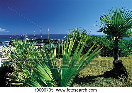 Reunion, Vacoa leaves View Large Photo Image Stock Photography - Reunion, Vacoa leaves. Fotosearch