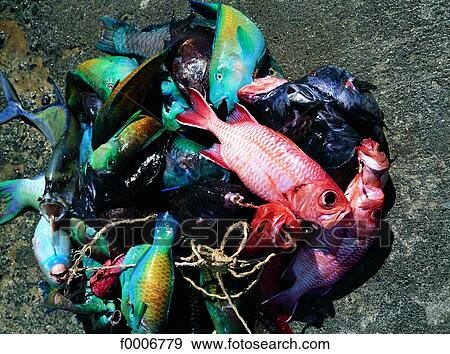 French Polynesia, Bora Bora, fishes View Large Photo Image Stock Photo - French Polynesia, Bora Bora, fishes. Fotosearch