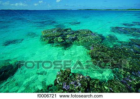 Stock Image - French Polynesia, Manihi atoll, coral. Fotosearch