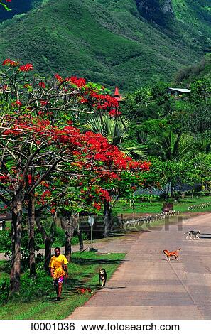 Stock Photograph - French Polynesia, Marquesas Islands. Fotosearch