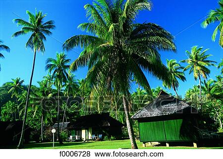 French Polynesia, Moorea, hhouses and palm trees, View Large Photo Image Stock Photo - French Polynesia, Moorea, hhouses and palm trees,. Fotosearch