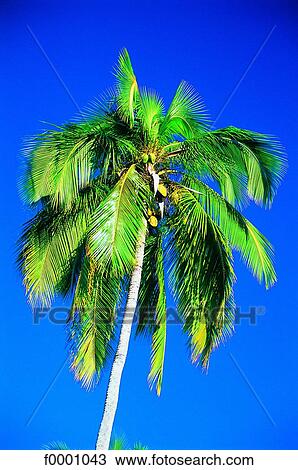 Stock Image - French Polynesia, Moorea Island. Fotosearch