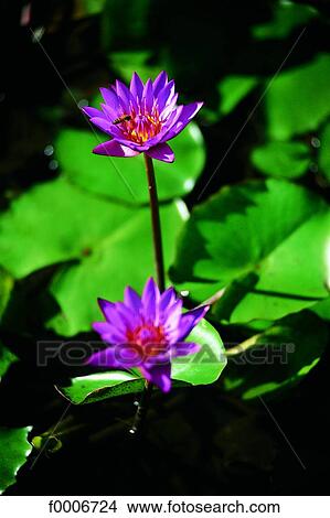 French Polynesia, Moorea, water lilly flowers View Large Photo Image Picture - French Polynesia, Moorea, water lilly flowers. Fotosearch