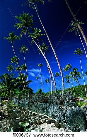 Stock Photo - French Polynesia, Raiatea, palm trees bowing down. Fotosearch