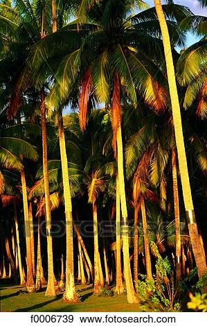 French Polynesia, Tahiti, Papeete, palm trees View Large Photo Image Stock Photo - French Polynesia, Tahiti, Papeete, palm trees. Fotosearch