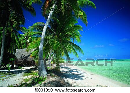 French Polynesia, Tuamotu View Large Photo Image Stock Image - French Polynesia, Tuamotu. Fotosearch