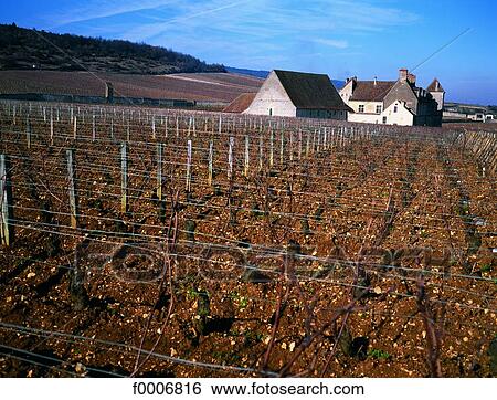 Burgundy, Clos-Vougeot vineyard View Large Photo Image Stock Photograph - Burgundy, Clos-Vougeot vineyard. Fotosearch