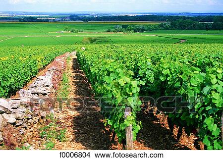 Burgundy, Côte de Nuits vineyard View Large Photo Image Picture - Burgundy, Côte de Nuits vineyard. Fotosearch