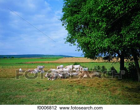 Burgundy, Flock of cows near Mercurey View Large Photo Image Stock Image - Burgundy, Flock of cows near Mercurey. Fotosearch