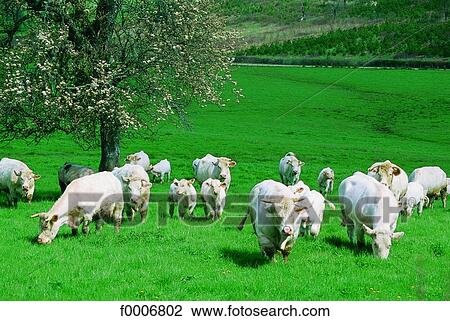 Burgundy, Flock of cows View Large Photo Image Stock Image - Burgundy, Flock of cows. Fotosearch