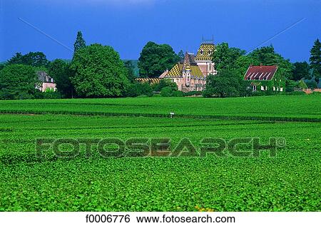 Burgundy, Pineau Noir et Chardonnay vines near Gevrey View Large Photo Image Stock Photograph - Burgundy, Pineau Noir et Chardonnay vines near Gevrey. Fotosearch