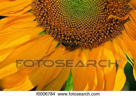Burgundy, Sunflower View Large Photo Image Picture - Burgundy, Sunflower. Fotosearch