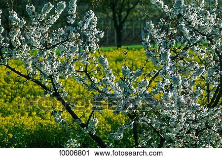 Stock Image - Burgundy, Tree in blossom. Fotosearch